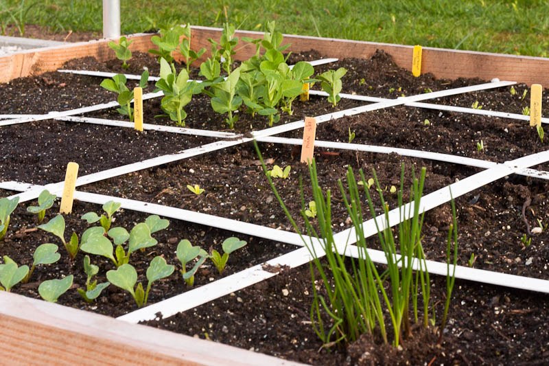 Moestuinbak